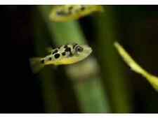 One pea puffer for sale  Garden Grove