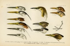 Antique print heron d'occasion  Expédié en Belgium