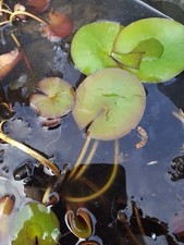 Seerose weiss ableger gebraucht kaufen  Bad Krozingen