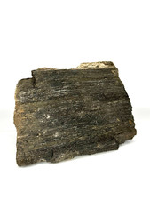 Versteinertes holz indonesien gebraucht kaufen  Gronau