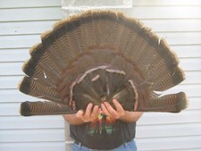 Adult eastern wild for sale  Moorefield