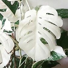 Monstera deliciosa variegata gebraucht kaufen  Ludwigsburg