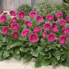 Gerbera garvinea maggie for sale  PETERBOROUGH