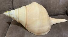 Trumpet conk seashell for sale  Trumbull