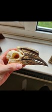 Real bird skull for sale  SUTTON