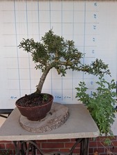 Shohin bonsai schlehe gebraucht kaufen  Bad Nenndorf