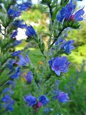 Echium vulgare natternkopf gebraucht kaufen  Bad Kissingen