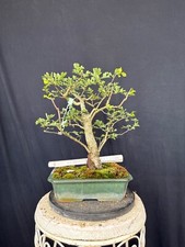 Weißdorn bonsai prebonsai gebraucht kaufen  Wettstetten