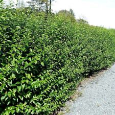 Green privet plants for sale  NEWTOWNARDS