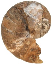 Kreide cymatoceras pseudoelega gebraucht kaufen Kreide cymatoceras pseudoelega gebraucht kaufen  Erlangen