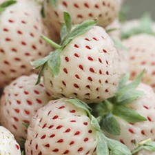 White strawberry pack for sale  PETERBOROUGH