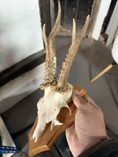 Roe buck skull for sale  SOLIHULL