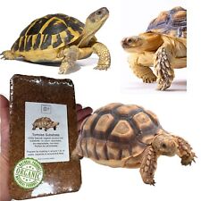 Tortoise soil vivarium for sale  MANCHESTER