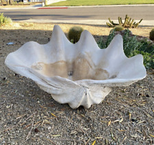 Vintage tridacna gigas for sale  Las Vegas