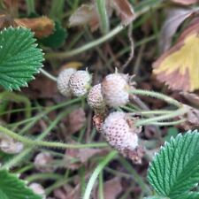 Mount omei strawberry for sale  Shipping to Ireland