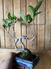 Bonsai shohin ficus d'occasion  Moutiers-les-Mauxfaits