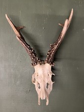 Sibirischer rehbock 672g gebraucht kaufen Sibirischer rehbock 672g gebraucht kaufen  Piding