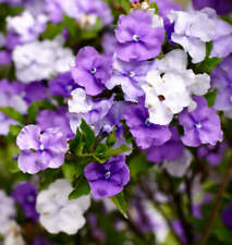 Brunfelsia pauciflora ieri usato  Napoli