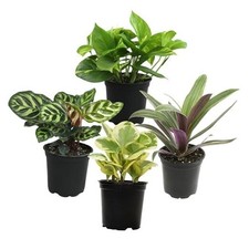 Essential houseplant collectio for sale  Miami