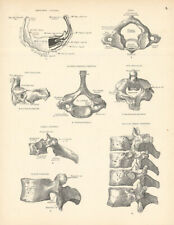 Anatomy. hyoid bone for sale  LONDON