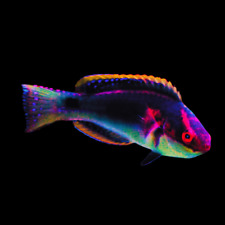 Exquisite fairy wrasse for sale  HAYWARDS HEATH