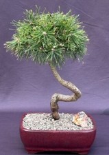 Bonsai tree outdoor for sale  Patchogue