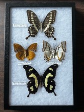 Papilio lormieri hesperus for sale  Webster