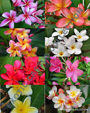 Plumeria mix frangipani d'occasion  Expédié en Belgium