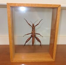 Real framed insect for sale  Rocky Point