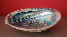 Abalone große muschel gebraucht kaufen  Deutschland