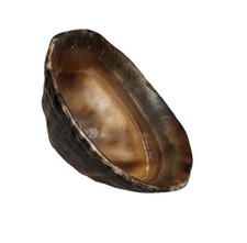Small sea shell for sale  Spring Branch
