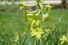 Graines tabac ornement d'occasion  Plombières-lès-Dijon