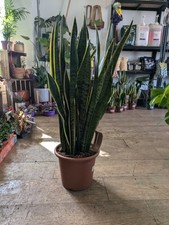 Sansevieria trifasciata snake for sale  LARGS