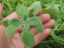 Live vicks plant for sale  Howey in the Hills
