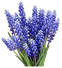 Grape hyacinth bulbs for sale  Lathrop
