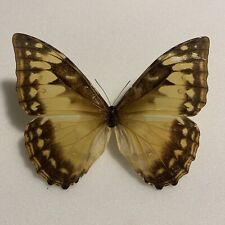 Entomologie morpho cypris gebraucht kaufen  Marienmünster