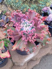 Echeveria midway dick for sale  Canoga Park