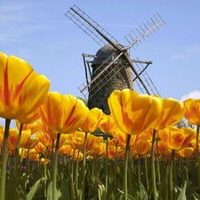 Niederlande kranenburg holland gebraucht kaufen  Berlin
