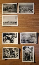 Fotografie epoca pecore usato  Montevarchi