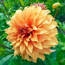 Dahlia pot tuber for sale  EAST GRINSTEAD