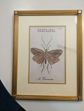 Set six insect for sale  Duncan