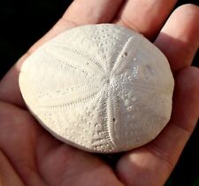 Eupatagus antillarum fossil for sale  BECCLES