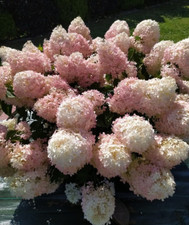 Hortensie sundae fraise gebraucht kaufen  Templin