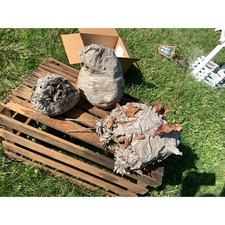 Lot hornet bees for sale  Punxsutawney