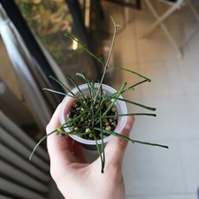 Hoya retusa vaso usato  Pavia