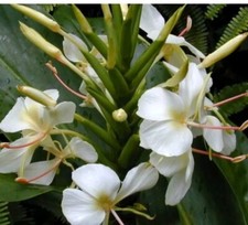 Hedychium coronarium ginger for sale  SEVENOAKS