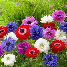 Easy grow anemone for sale  Milwaukee