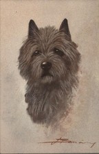 Dogs carin norwich for sale  Harvard