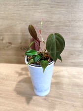 Philodendron micans gebraucht kaufen  Bogen