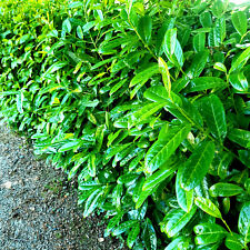 Cherry laurel fast for sale  NEWTOWNARDS